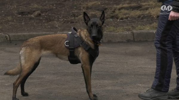 Хмельничани бігтимуть із собаками