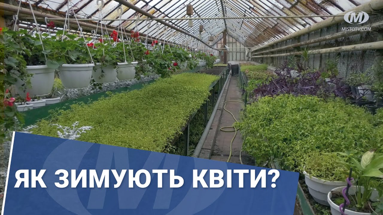 Як зимують квіти?