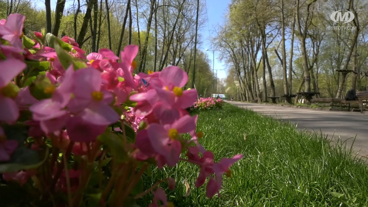 У парку імені Чекмана висаджують квіти