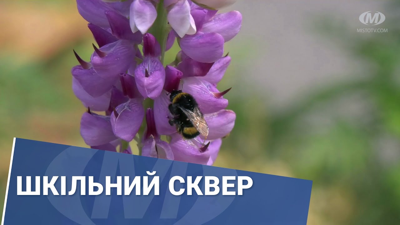 Шкільний сквер