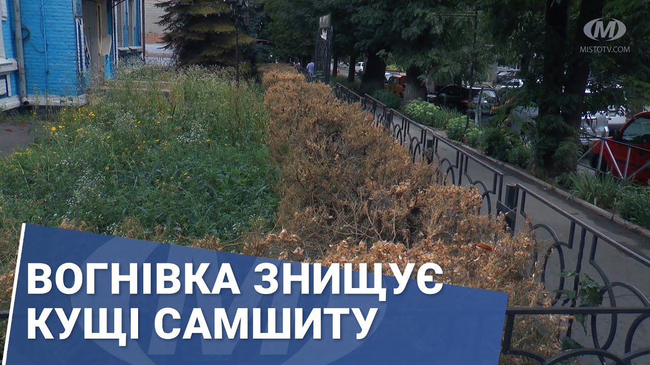 Вогнівка знищує кущі самшиту