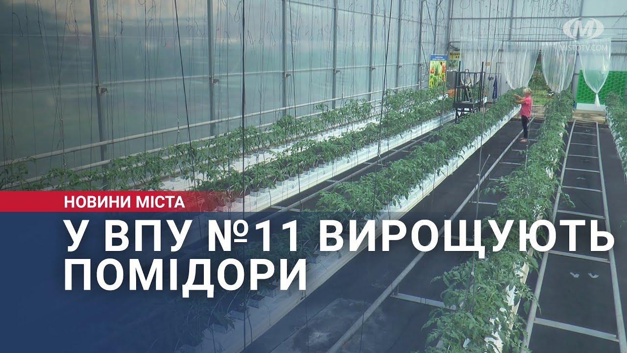 У ВПУ №11 вирощують помідори