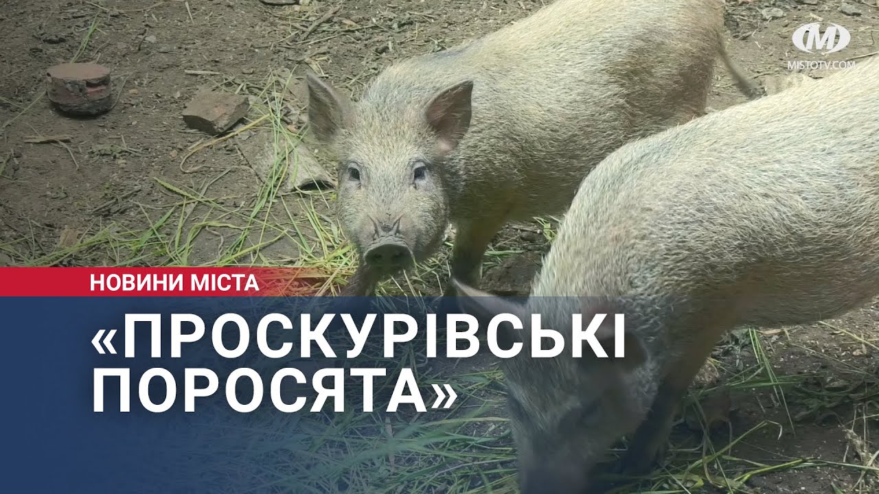 «Проскурівські поросята»